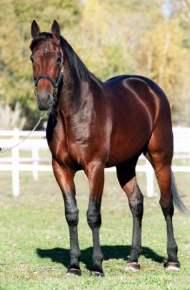 Scarlet_Knight