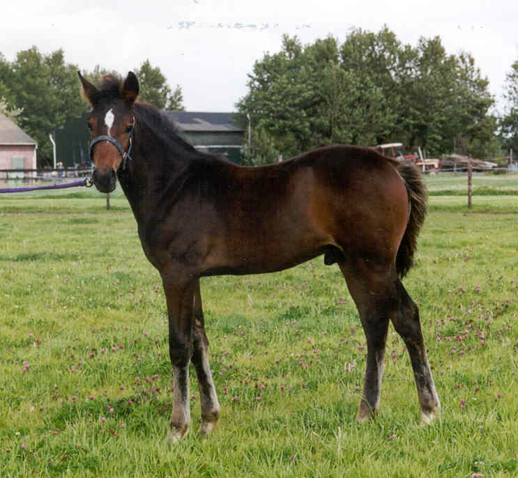 de 3 maanden oude Tailash.